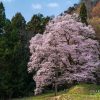 秋山の駒桜 | SAKURAGRAPH