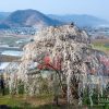 山ノ内町の桜 | SAKURAGRAPH