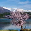 青木湖の桜 | SAKURAGRAPH