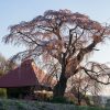 山田の天王桜 | SAKURAGRAPH