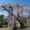 弁天さんのしだれ桜 | SAKURAGRAPH