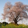 大坪の一本桜 | SAKURAGRAPH
