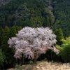 毎床の大桜 | SAKURAGRAPH