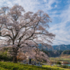 上岡のエドヒガン | SAKURAGRAPH