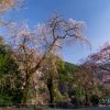 本妙寺のシダレザクラ | SAKURAGRAPH