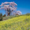塩ノ崎の大桜 | SAKURAGRAPH
