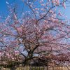 遠山桜 | SAKURAGRAPH
