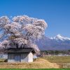 熱見の一本桜 | SAKURAGRAPH