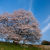 幾坂池の桜 | SAKURAGRAPH