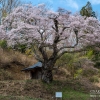 宮城の桜 | SAKURAGRAPH