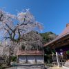安養寺のしだれ桜 | SAKURAGRAPH
