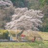 極楽寺の桜 | SAKURAGRAPH