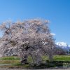 須沼の一本桜 | SAKURAGRAPH