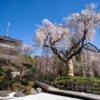 浄専寺のしだれ桜 | SAKURAGRAPH
