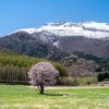 北海道の桜 | SAKURAGRAPH