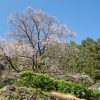 天神桜 | SAKURAGRAPH