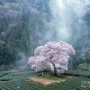 東海・北陸の桜 | SAKURAGRAPH
