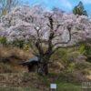 宮城の桜 | SAKURAGRAPH