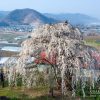 大日庵の源平シダレザクラ | SAKURAGRAPH