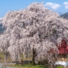 中塩のしだれ桜 | SAKURAGRAPH
