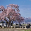 東麻生の種蒔桜 | SAKURAGRAPH