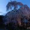 奈良の桜 | SAKURAGRAPH