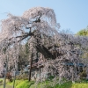須賀川市の桜 | SAKURAGRAPH