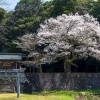 久古の御殿桜 | SAKURAGRAPH