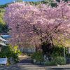 河津桜原木と河津町の桜 | SAKURAGRAPH