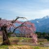 葛窪のしだれ桜 | SAKURAGRAPH
