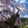 近畿の桜 | SAKURAGRAPH