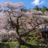 泉福寺のシダレザクラ | SAKURAGRAPH