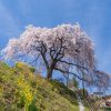 越田和桜 | SAKURAGRAPH