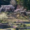 岩栃しだれ桜 | SAKURAGRAPH