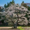 懸田の桜 | SAKURAGRAPH