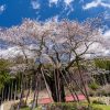 本郷の千年桜 | SAKURAGRAPH