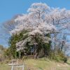 栃久保の種蒔桜 | SAKURAGRAPH
