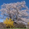 七草木桜 | SAKURAGRAPH