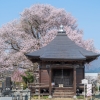 称名寺阿弥陀堂の桜 | SAKURAGRAPH