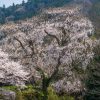 大照寺跡のシダレザクラ | SAKURAGRAPH