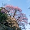 吉良のエドヒガン桜 | SAKURAGRAPH