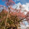 紅枝垂地蔵桜 | SAKURAGRAPH