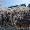 龍谷寺のモリオカシダレ | SAKURAGRAPH