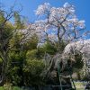 山本の白枝垂桜 | SAKURAGRAPH
