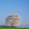 小岩井農場の一本桜 | SAKURAGRAPH