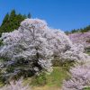 佛隆寺の千年桜 | SAKURAGRAPH