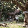 長者山新羅神社のエドヒガン | SAKURAGRAPH