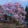 徳島の桜 | SAKURAGRAPH