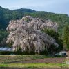 甲信越の桜 | SAKURAGRAPH