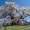 中曽根の権現桜 | SAKURAGRAPH